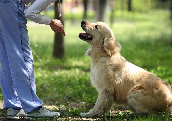 Huấn luyện chó biết vâng lời
