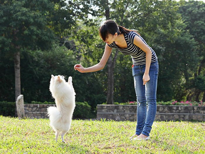 Chia sẻ]Cách huấn luyện chó đi bằng hai chân tại nhà thành công