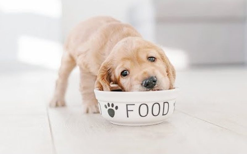 Chó con ăn gì để mau lớn? Chế độ dinh dưỡng cho chó con