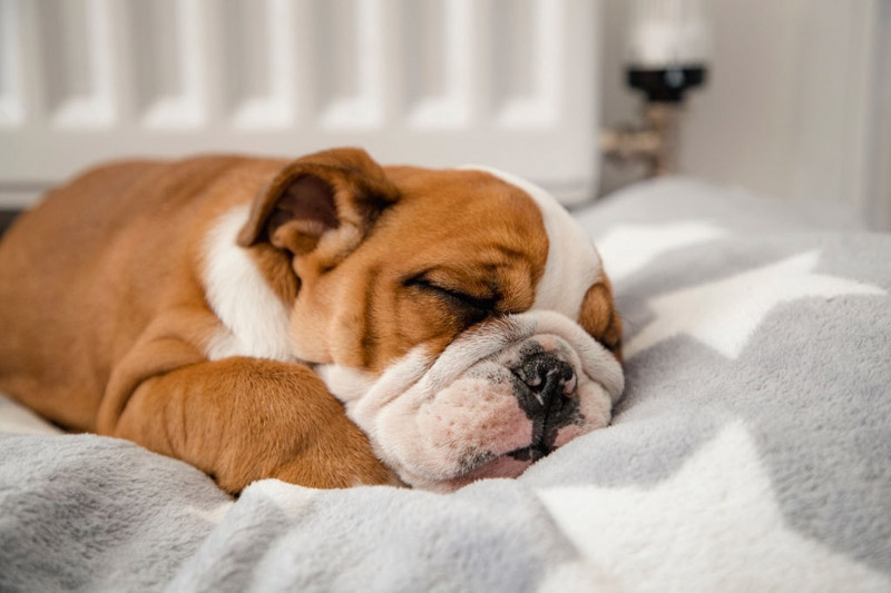 Ngủ quá nhiều có tốt cho chó không?  Câu trả lời từ các chuyên gia