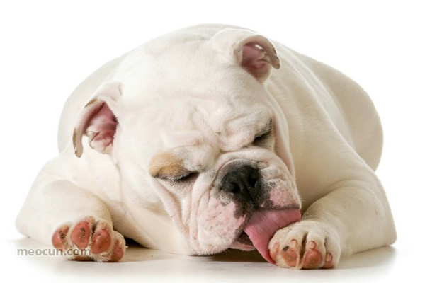 Dị ứng ở chó - các triệu chứng và cách điều trị dị ứng ở chó
